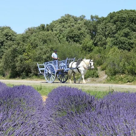 Hébergement de vacances Le Lavandin *